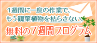 無料の観葉植物の育て方７週間プログラム開始