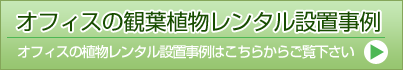 オフィスの観葉植物レンタル設置事例