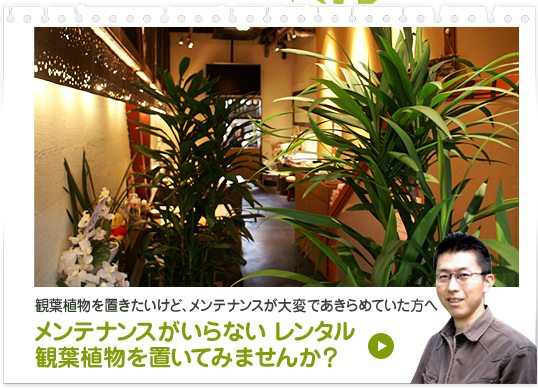 観葉植物を置きたいけど、メンテナンスが大変であきらめていた方へ。メンテナンスがいらないレンタル観葉植物を置いてみませんか？