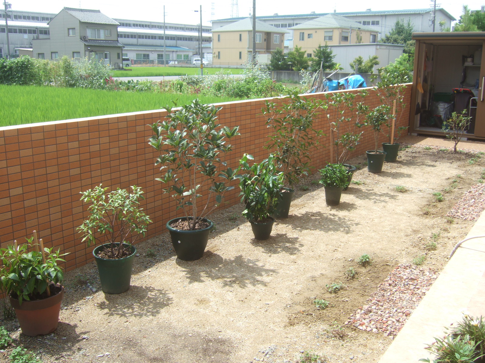 キンモクセイの植え込み ガーデニングの仕事中 園芸ブログ 岐阜の観葉植物レンタル 岐阜のグリーンレンタル 販売 片桐園芸