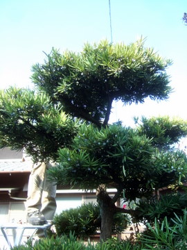 マキの木の剪定について一考 ガーデニングの仕事中 園芸ブログ 岐阜の観葉植物レンタル 岐阜のグリーンレンタル 販売 片桐園芸